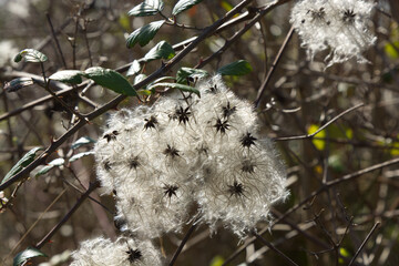 Wild Clematis