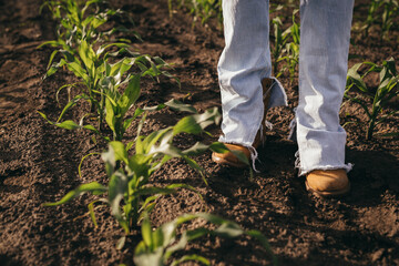 Fototapeta premium close up of ranchers legs in corn field