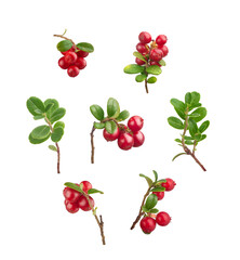 Set of cowberry's branches with berries