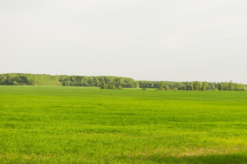 Field of green grass and perfect sky and trees. Rural spring landscape