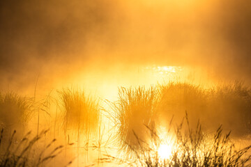 Misty morning at the flooded wetlands pond during sunrise hours. Summertime scenery of Northern Europe.