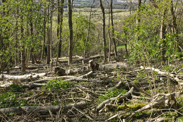 Ash trees felled due to disease.