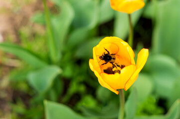 Honeybee with pollen basket flying over yellow tulip flower