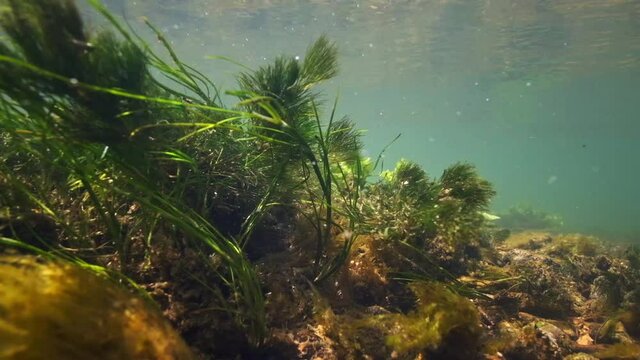 Underwater view of the rapid river with weed quivering and waving in the flow