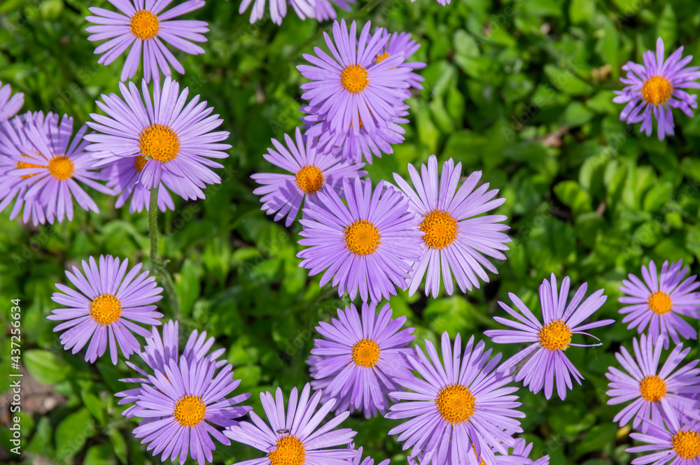 Wall mural aster tongolensis beautiful groundcovering flowers with violet purple petals and orange center, flow