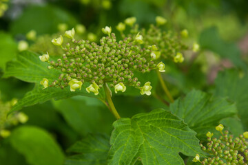 Viburnum blooms in the garden in the sun. green leaves adorn the bush.