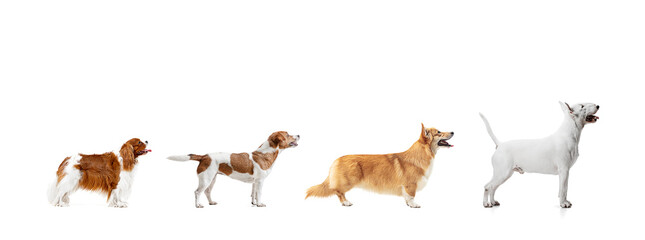 Art collage made of funny dogs different breeds posing isolated over white studio background.