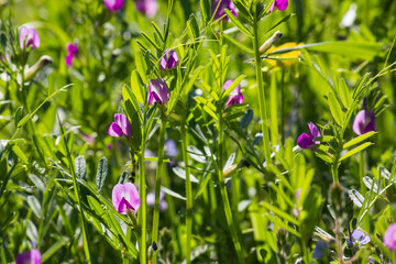 Field violet flowers on a background of grass in summer