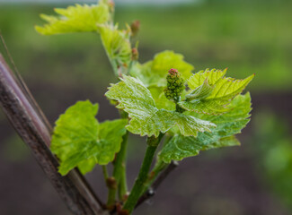 The vine blooms to bloom in spring, in summer there will be bunches of fruit