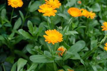 Naklejka na ściany i meble Spring flowers. Asters. Flower bed. A bouquet of beautiful orange flowers.