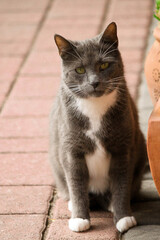 beautiful gray and white cat is sitting on the terrace