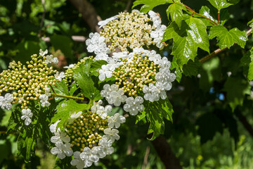 Viburnum blooms in the garden in the sun. green leaves adorn the bush.