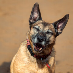 small mixed terrier dog portrait laughing