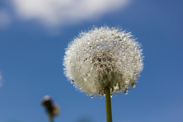 dandelion produces seeds on a sunny day after rain. drops of water adorn