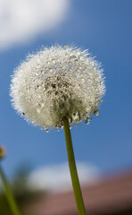 dandelion produces seeds on a sunny day after rain. drops of water adorn