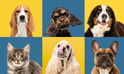 Art collage made of funny dogs different breeds on multicolored studio background.