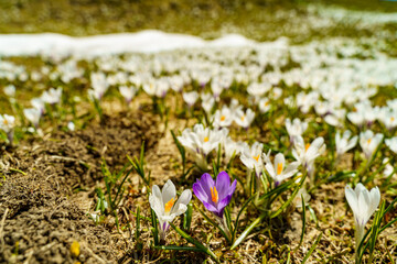 weisse und pinke Krokusse auf der Alpwiese auf der Hohen Kugel mit Blick auf den Bregenzerwald. Frühlingsboten auf den Bergen im Vorarlberg. eine besondere Blume unter vielen gleichen. 
