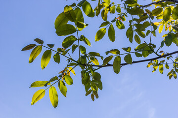 walnut leaves bloom in spring