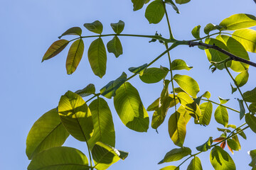 walnut leaves bloom in spring