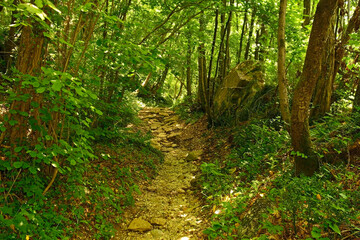 A forest in early June on the hillside of Monte Purgessimo in Udine Province, Friuli-Venezia...