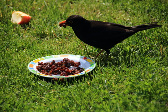 Hungrige Amsel pickt Rosinen von einem Teller
