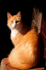 Ginger cat in sunlight