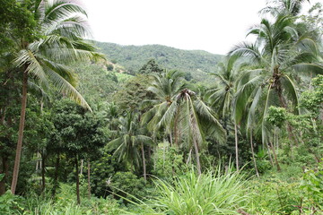 Dschungel Thailand 