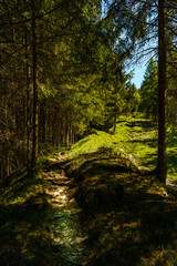 Obraz premium der Wanderweg auf die Hohe Kugel führt durch den Wald, abwechselnd mit Waldlichtungen und Bergwiesen voller Blumen. Schatten und Licht wechseln sich ab. Der Weg führt nach oben.