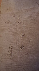 시멘트 고양이 발자국