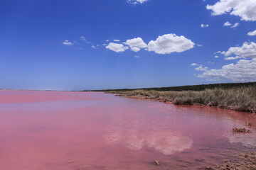 Obraz premium Pink Lake with reflection of clouds- Hutt Lagoon in Western Australia. 