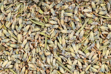 background - old dried lavender flowers