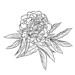 The outline of a peony bud. Vector isolated clipart. Botanical design.