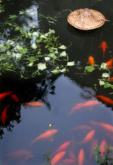 Obraz na płótnie Canvas Traditional carp pond in Xiao Likeng in Wuyuan County, Jiangxi Province, China. Xiao Likeng is an ancient town known for its Tang Dynasty architecture. Pond with orange carp and green leaves.