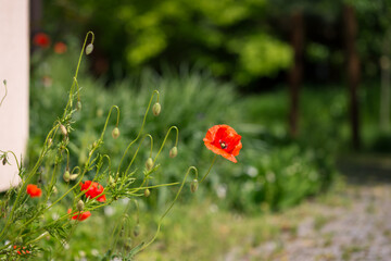 Kwitnące  maki i pąki kwiatów we wiosennym ogrodzie - obrazy, fototapety, plakaty