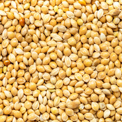 unpolished yellow proso millet close up
