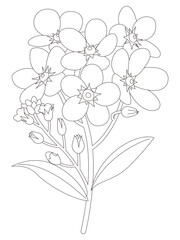 花のぬり絵　勿忘草の花