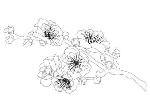 58 701 最適な 梅の花 画像 ストック写真 ベクター Adobe Stock 58 701 最適な 梅の花 画像 ストック写真 ベクター Adobe Stock