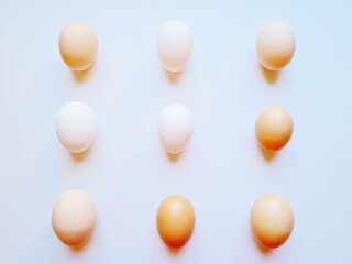 eggs in a row on white background