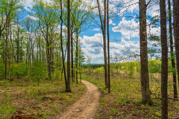 Winding woodland trail through the forest on a warm summer's day in Michigan.