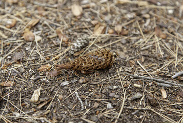 Dried pineapple in a forest