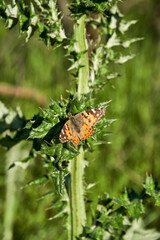 Fototapeta na wymiar A variegated fritillary butterfly with its wings spread open, resting on a Milk Thistle stalk