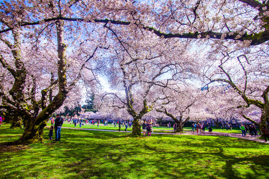 Cherry Blossom In Bloom, University Of Washington Campus,  Seattle, WA, USA