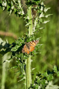 A variegated fritillary butterfly with its wings spread open, resting on a Milk Thistle stalk