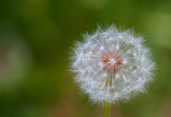 growing white dandelion in nature close-up photo