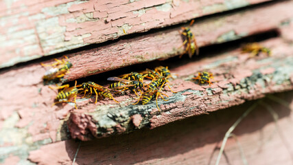 Wasp swarm in an old bee hive.