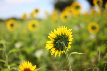 Fototapeta premium ひまわりの後姿