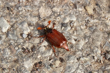 Maikäfer krabbelt über den Asphalt © Horst Bingemer