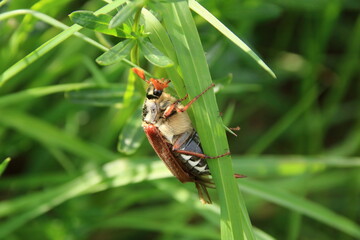 Maikäfer krabbelt an einem Grashalm nach oben © Horst Bingemer