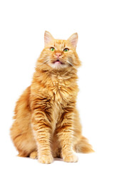 Ginger cat with green eyes standing, isolated on white background