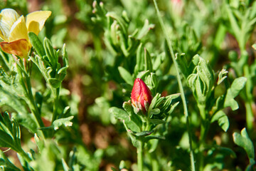 Low menodora ( Menodora heterophylla ) Wildflower